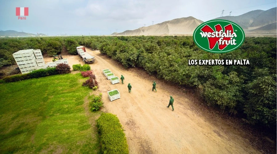 Westfalia Fruit elige a CPL Consultores para la cobranza legal en Perú